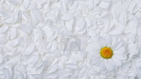 Téléchargez les photos : Simple background of soft white flower petals with a single perfect daisy with a vibrant yellow center. - en image libre de droit