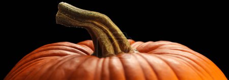 Téléchargez les photos : Haut d'une grande citrouille orange avec tige tordue pour Halloween ou Thanksgiving - en image libre de droit