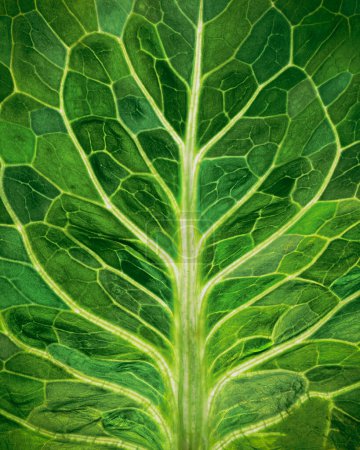 Photo for Backlit close up of the surface of a green leaf texture showing detailed veins in various shades of green. Nature, environmental, Earth Day background. - Royalty Free Image