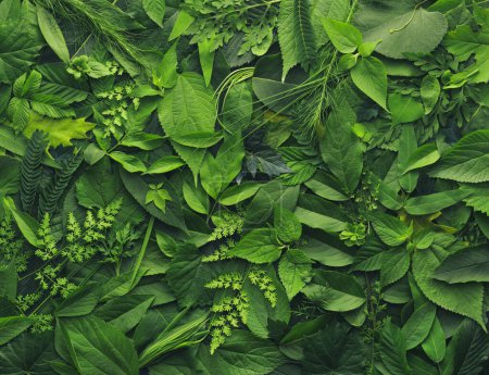 Téléchargez les photos : Feuillage de fond avec une variété de feuilles végétales vibrantes montrant un écosystème diversifié et la biodiversité de la nature. Fond écologique ou Jour de la Terre. - en image libre de droit