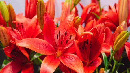 Photo for Fresh red lily flower, floral bright red background for greeting card - Royalty Free Image