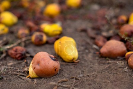 Photo for Rotten fruit on the ground. Scattered fallen pears rotting on ground in garden or farm - Royalty Free Image