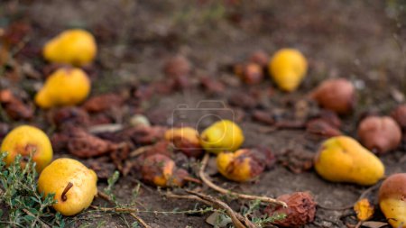 Photo for Scattered fallen pears rotting on ground in garden or farm. rotten fruit on the ground. - Royalty Free Image