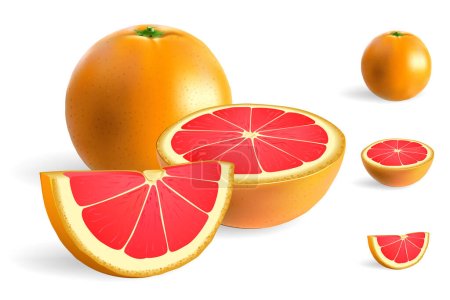Whole, half and slice of pink grapefruit isolated on white vector illustration.
