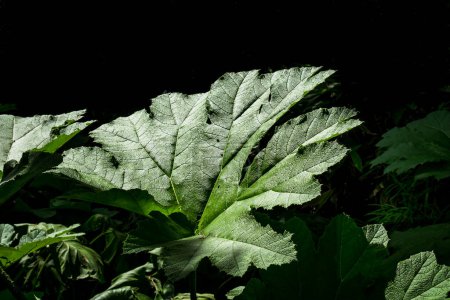 Photo for Close up of a Giant Rhubarb leave in Cannizaro Park, Wimbledon, London - Royalty Free Image