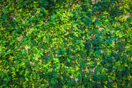 Téléchargez les photos : Climbing plant with small leaves on a wall in an urban environment - en image libre de droit