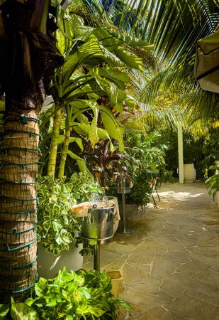 Téléchargez les photos : Vue d'un sentier traversant un tunnel vert fait de végétation tropicale à Grand Cayman - en image libre de droit