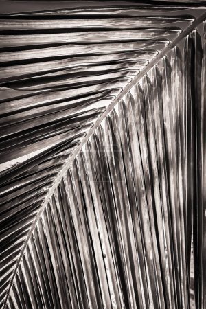 Téléchargez les photos : Gros plan d'une feuille de palmier à Grand Cayman - en image libre de droit