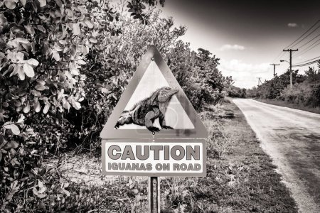 Téléchargez les photos : Panneau de signalisation trouver sur Little Cayman Island avertissant les conducteurs d'iguanes sur la route - en image libre de droit