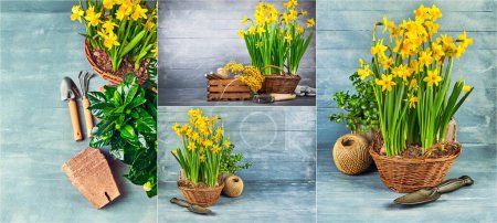 Photo for Collage mix set of Spring flower narcissus with garden inventory on wooden board. - Royalty Free Image