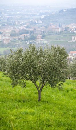 Photo for Olive tree at knoll. View at town Verona Italy. Picturesque landscape. - Royalty Free Image