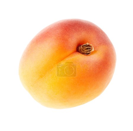 Photo for Apricot. Fresh apricot fruit isolated - Royalty Free Image