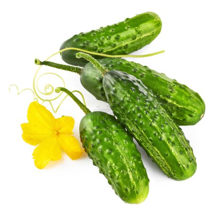Photo for Fresh cucumbers with yellow flowers and green leaves. Green ripe - Royalty Free Image