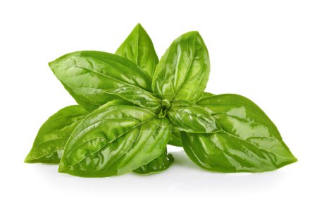 Photo for Fresh green basil leaves. Basil organic herb leaf. Isolated on w - Royalty Free Image