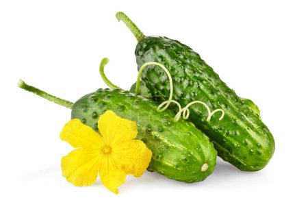 Photo for Fresh cucumbers with yellow flowers and green leaves. Ripe cucumber vegetables. Organic food. Isolated on white background - Royalty Free Image