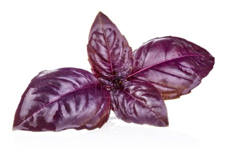 Red Rubin Basil Herb Leaves. Isolated. Dark Opal Culinary herbs