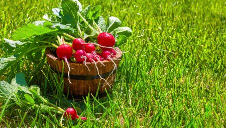 Foto de Verduras maduras de rábano rojo con hojas verdes en pai rural de madera - Imagen libre de derechos