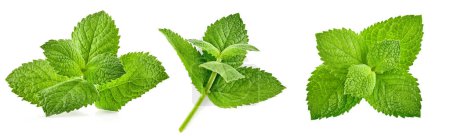 Photo for Collage mix set of Fresh leaf of mint green herbs ingredient for - Royalty Free Image