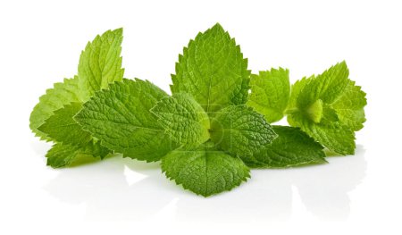 Photo for Green brandy mint leaves. Fresh aromatic herbs ingredient for mo - Royalty Free Image