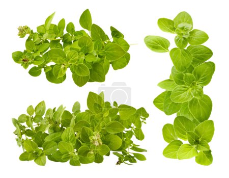 Photo for Branch of organic oregano spices herbs. Fresh spicy herb. Garden - Royalty Free Image