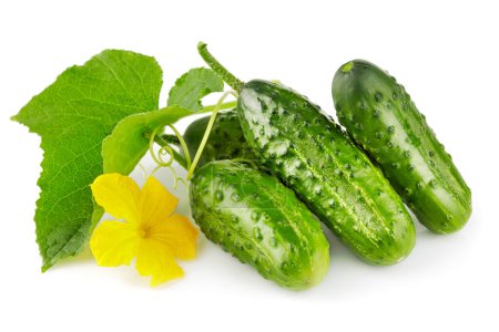Photo for Fresh cucumbers with yellow flowers and green leaves. Ripe cucum - Royalty Free Image