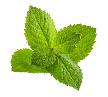 Photo for Leaves of fresh mint, green herbs, ingredient for mojito cocktai - Royalty Free Image