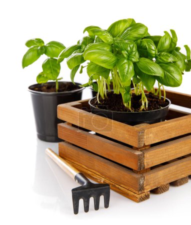Téléchargez les photos : Jardinage agricole. Herbes épicées basilic dans une boîte en bois avec jardin t - en image libre de droit