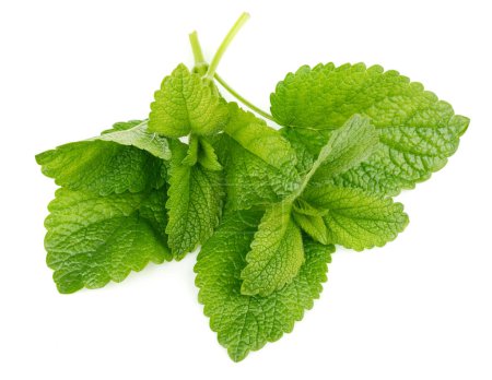 Photo for Fresh leaf mint green herbs ingredient for mojito drink, isolate - Royalty Free Image