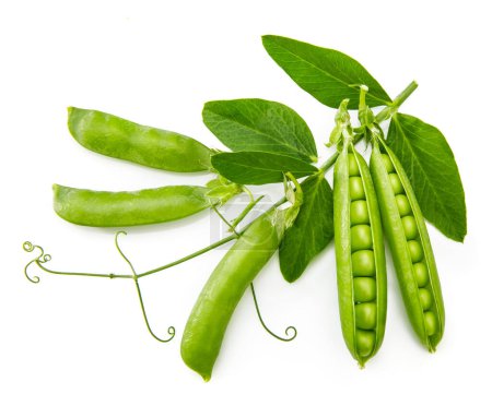 Photo for Green peas with twig leaf and pods. Vegetable still life, isolat - Royalty Free Image