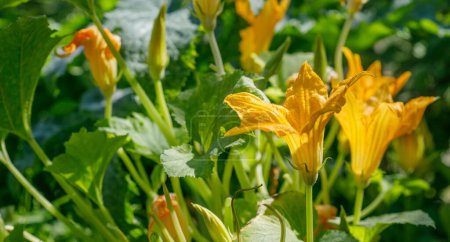 Photo for Flowers zucchini with green leaf at bed - Royalty Free Image