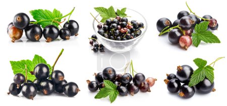 Photo for Collage set Berries black currant with green leaf Fresh fruit - Royalty Free Image