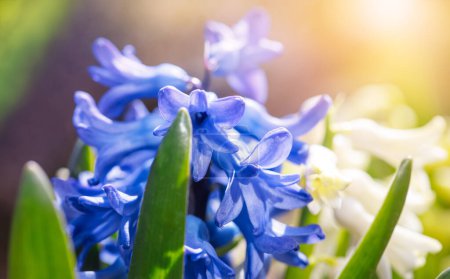 Frühlingsblaue Hyazinthe. Blühende Blume auf Blumenbeet. Gartenarbeit