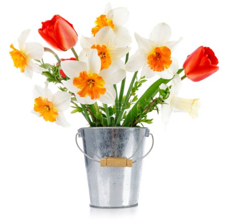 Bunch narcissus and tulip in bucket. Spring
