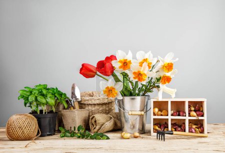 Téléchargez les photos : Jardinage agricole. Semis basilic et oignon avec bouquet printemps f - en image libre de droit