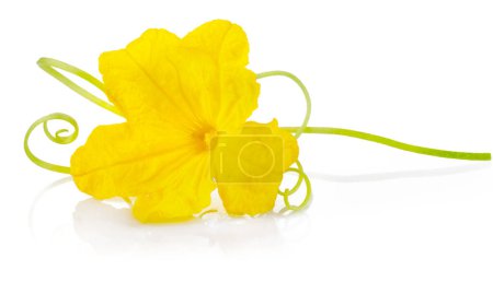 Téléchargez les photos : Fleur Jaune de Concombre. Légumes de concombre naturel, org - en image libre de droit