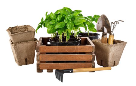 Foto de Jardinería y herramientas de cultivo para el grawing de alimentos orgánicos. Hierba picante - Imagen libre de derechos
