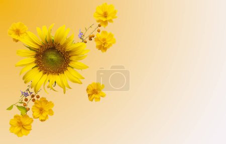 Yellow flowers sunflowers, cosmos arrangement flat lay postcard style on background yellow