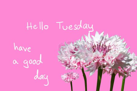 hello tuesday have a good day message card handwriting with flowers arrangement flat lay postcard style on pink