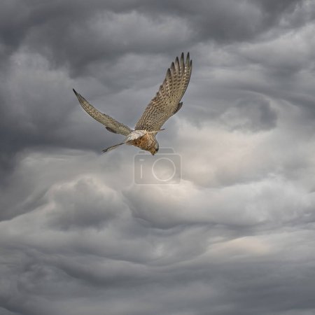 Téléchargez les photos : Crécerelle en vol dans le ciel - en image libre de droit