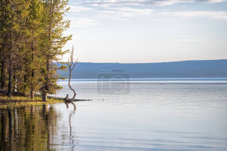 Foto de Lago Grant en el parque Yellowstone - Imagen libre de derechos