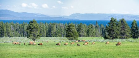 Téléchargez les photos : Troupeau de wapitis à Yellowstone - en image libre de droit