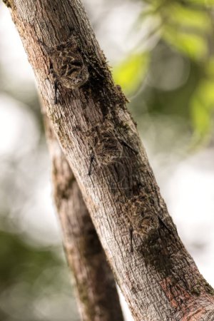 Téléchargez les photos : Chauve-souris à long nez au Costa Rica - en image libre de droit