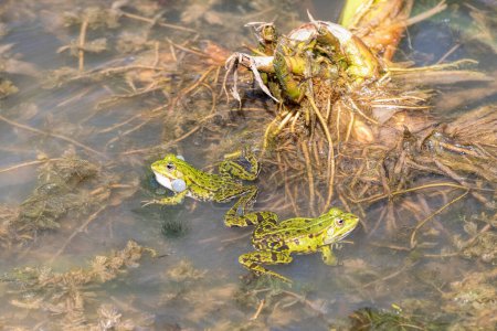 two green frogs croaking