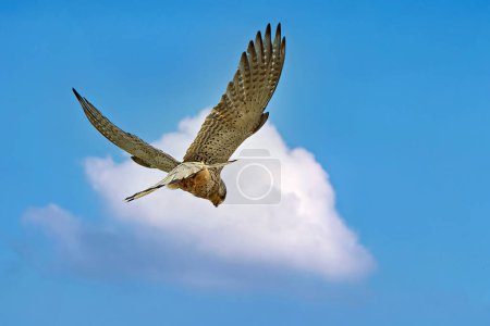 Téléchargez les photos : Faucon pèlerin planant dans un ciel bleu - en image libre de droit