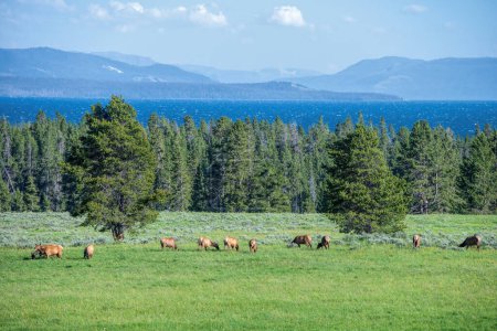 Téléchargez les photos : Troupeau de wapitis à Yellowstone - en image libre de droit