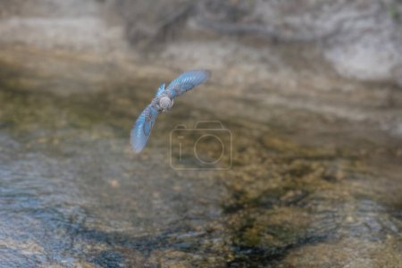 Flying bluebird at yellowstone