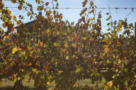 Photo for Vineyard in autumn leaves detail - Royalty Free Image