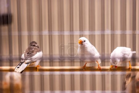 Foto de Aves enjauladas en una escena de tienda de mascotas - Imagen libre de derechos