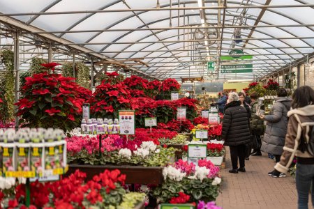 Photo for Verona, Italy 17 December 2022: Greenhouse with Poinsettia plant - Royalty Free Image