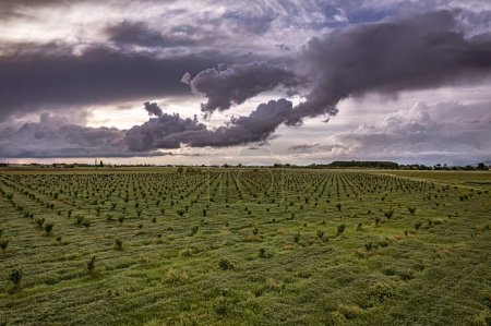 Nuages orageux menaçants se profilant sur les champs luxuriants de la vallée du Pô, une vue de la puissance de la nature dans le nord de l'Italie